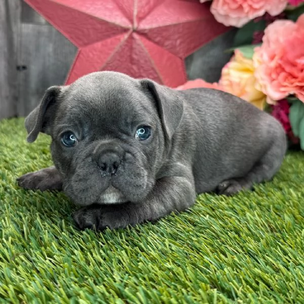 Bulldog francese femmina di 12 settimane