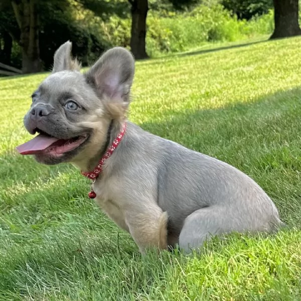 Bulldog Francese maschio