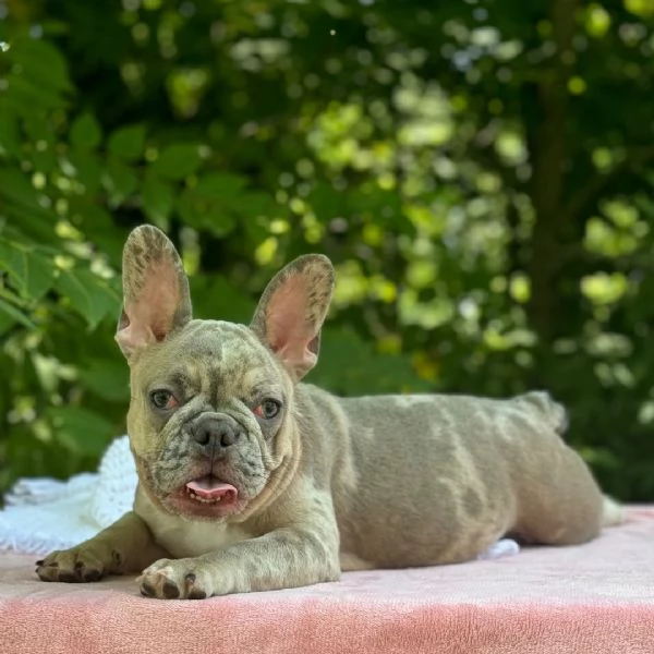 Adotta un Bulldog Francese 