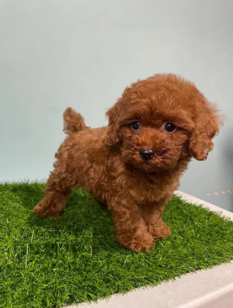 Due cuccioli di Barboncina toy 