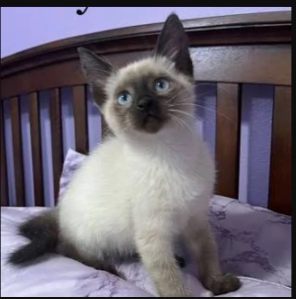 Graziosi gattini siamesi in adozione | Foto 2