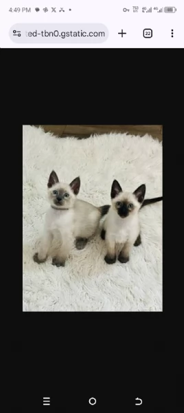 Graziosi gattini siamesi in adozione | Foto 0