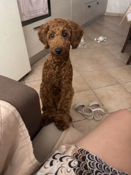 Barboncino  | Foto 2