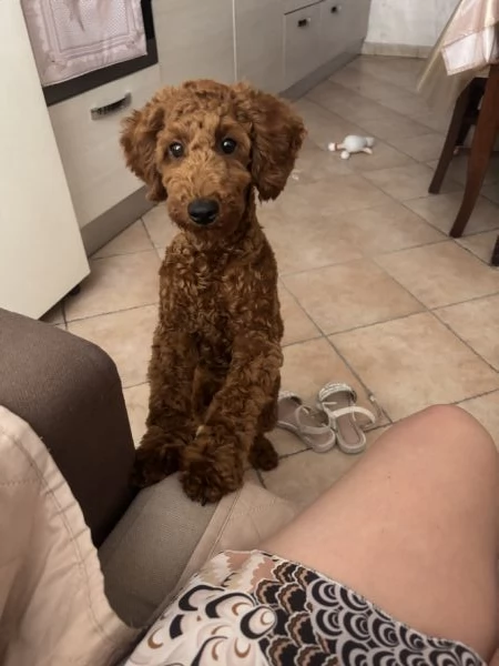 Barboncino  | Foto 1