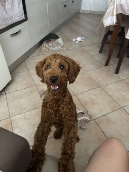 Barboncino  | Foto 0