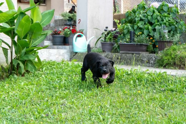 Cuccioli di Mastino Sudafricano – Boerboel | Foto 6