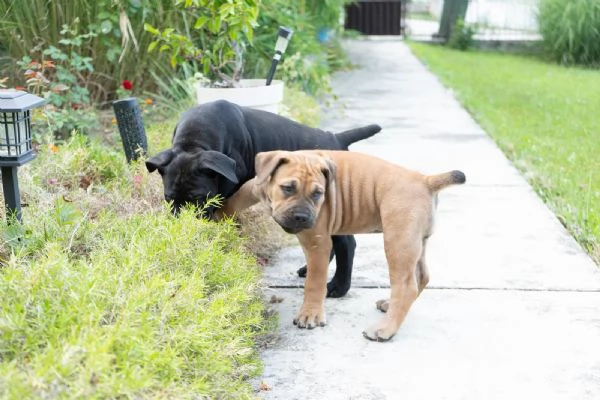 Cuccioli di Mastino Sudafricano – Boerboel | Foto 5