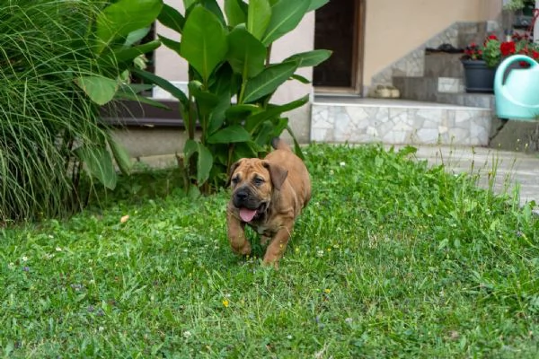 Cuccioli di Mastino Sudafricano – Boerboel | Foto 4