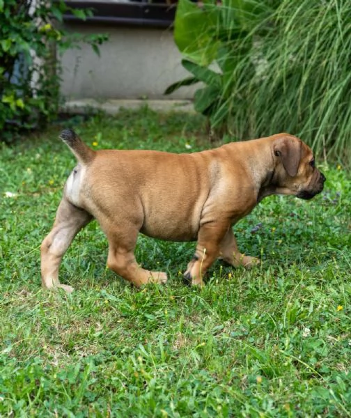 Cuccioli di Mastino Sudafricano – Boerboel | Foto 3