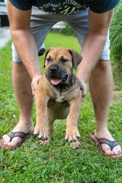 Cuccioli di Mastino Sudafricano – Boerboel | Foto 2