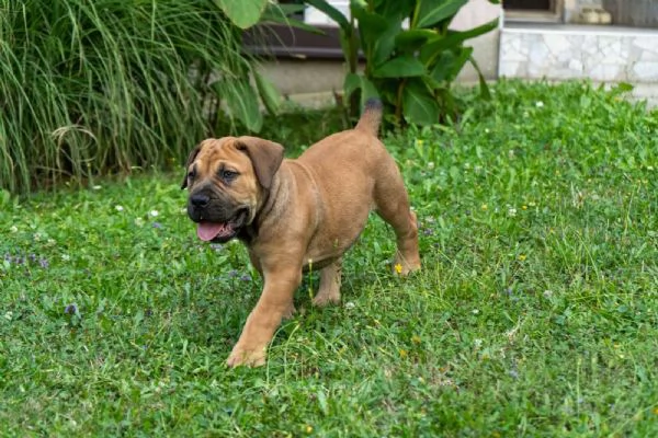 Cuccioli di Mastino Sudafricano – Boerboel | Foto 1