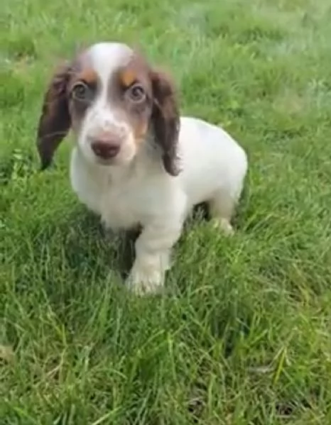 Bassotto (cuccioli maschio e femmina) | Foto 0