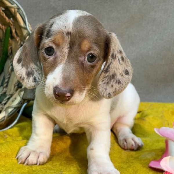 Bassotto (cuccioli maschio e femmina)