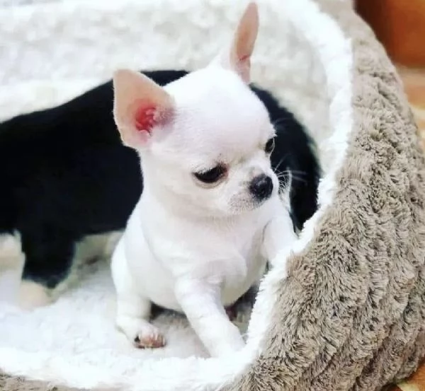  Chihuahua Toy (cuccioli maschio e femmina | Foto 0