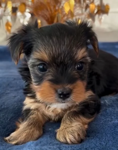 Yorkshire Terrier (cuccioli maschio e femmina) | Foto 1