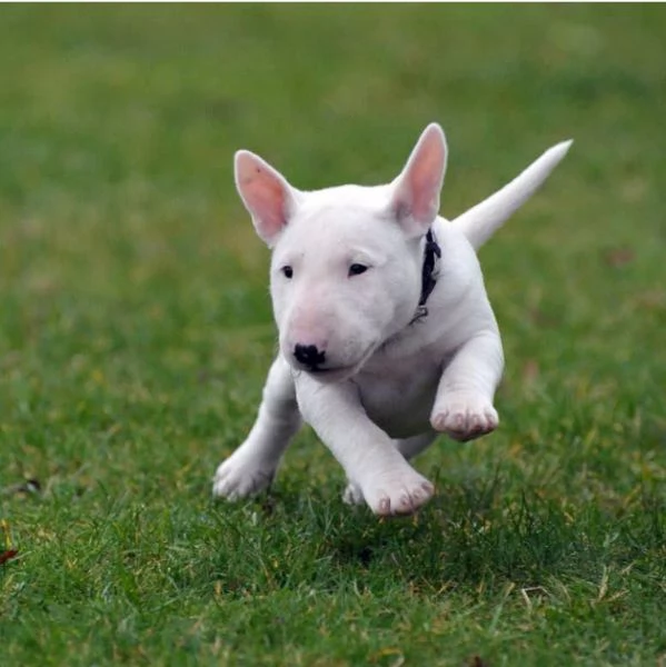 Dobermann (cuccioli maschio e femmina)