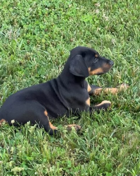 Dobermann (cuccioli maschio e femmina)