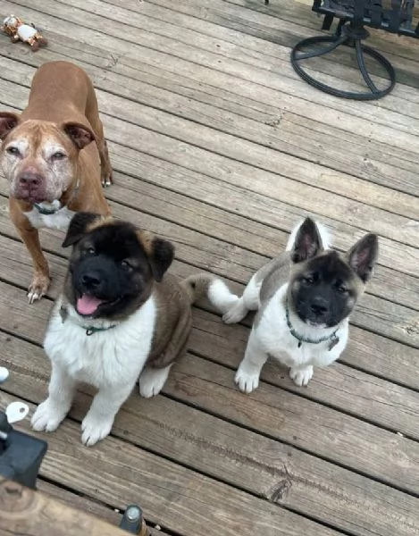 Akita Inu  (cuccioli maschio e femmina)