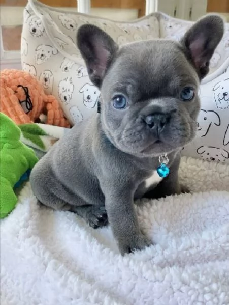  Bulldog Francese (cuccioli maschio e femmina)