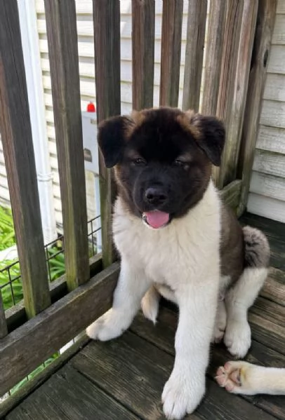 Akita Inu (cuccioli maschio e femmina) | Foto 1