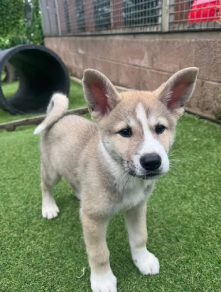 Akita Inu (cuccioli maschio e femmina) | Foto 0