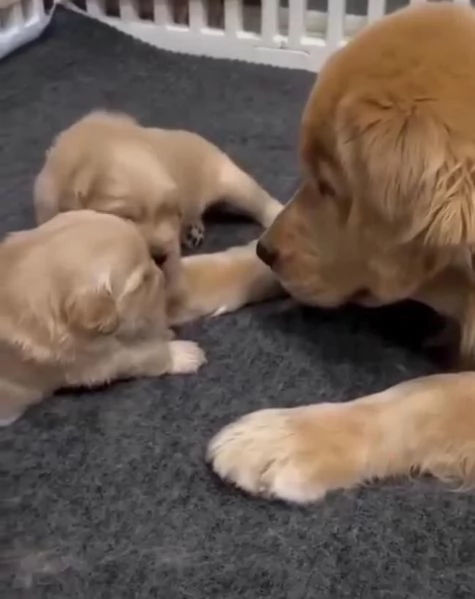 19. Golden Retriever (cuccioli maschio e femmina) | Foto 1