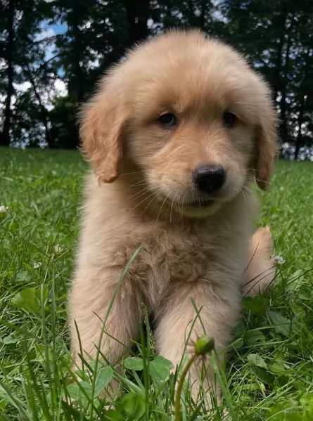 19. Golden Retriever (cuccioli maschio e femmina) | Foto 0