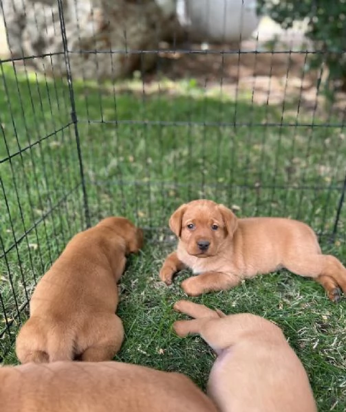20. Labrador Retriever (cuccioli maschio e femmina) | Foto 1
