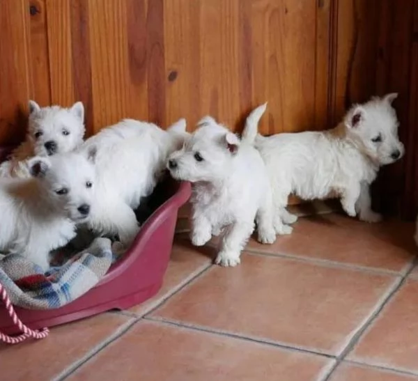 West Highland White Terrier (cuccioli maschio e femmina) | Foto 0