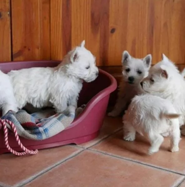 West Highland White Terrier (cuccioli maschio e femmina)