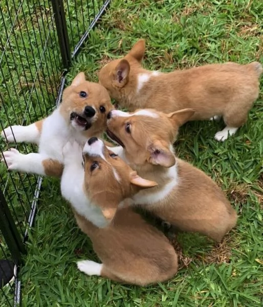 Welsh Corgi (cuccioli maschio e femmina) | Foto 1