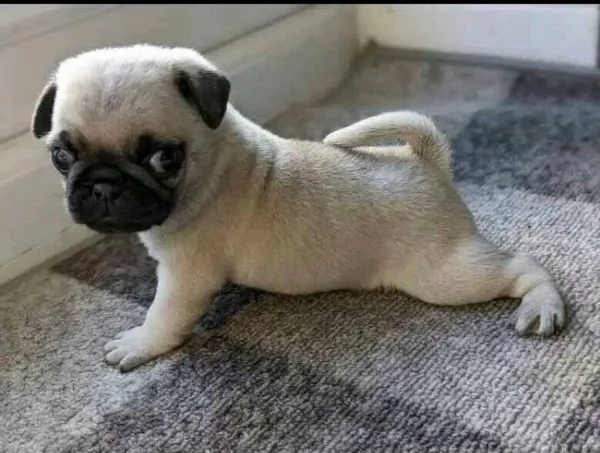 8. Carlino (Pug) (cuccioli maschio e femmina) | Foto 0