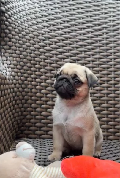 8. Carlino (Pug) (cuccioli maschio e femmina)