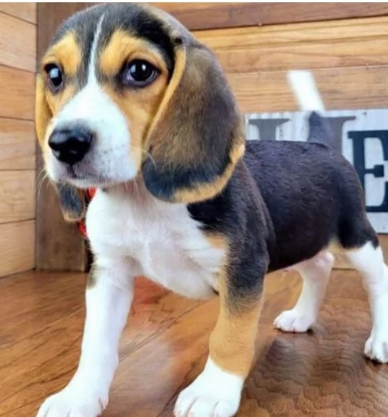 Beagle (cuccioli maschio e femmina)