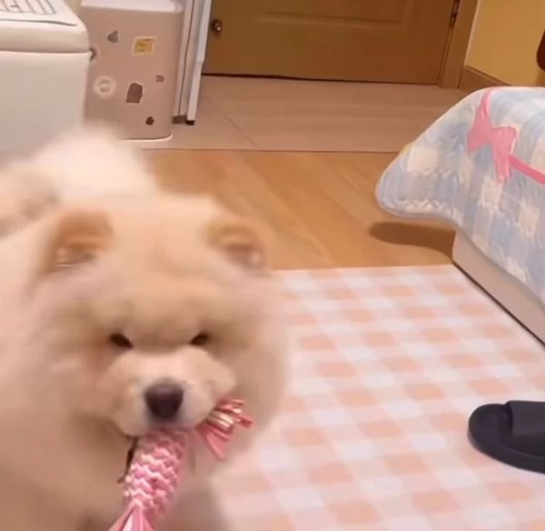  Chow chow maschio e Femmina  | Foto 0