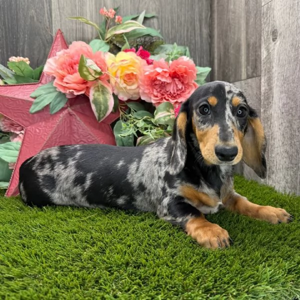 Bassotto nana (cuccioli maschio e femmina) | Foto 2