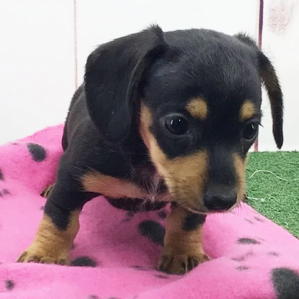 Bassotto nana (cuccioli maschio e femmina) | Foto 0