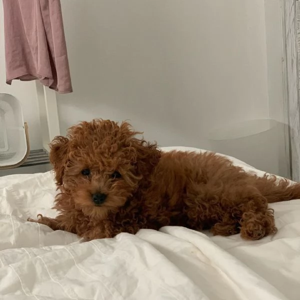 Barboncino Toy (cuccioli maschio e femmina)