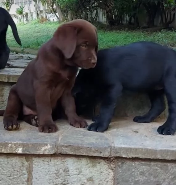 Labrador Retriever (cuccioli maschio e femmina) | Foto 0