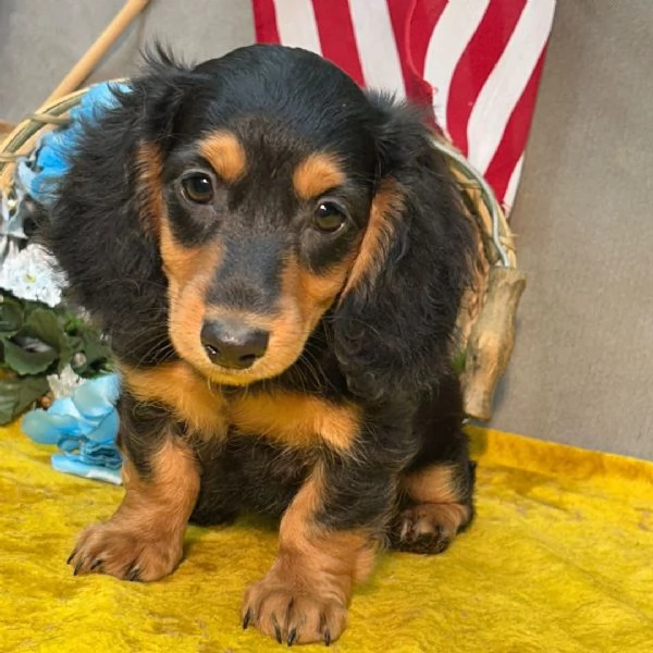 Bassotto Toy (cuccioli maschio e femmina)
