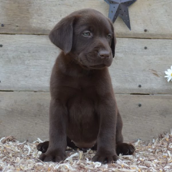 Labrador (cuccioli maschio e femmina) | Foto 0