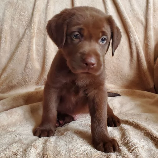 Labrador (cuccioli maschio e femmina)