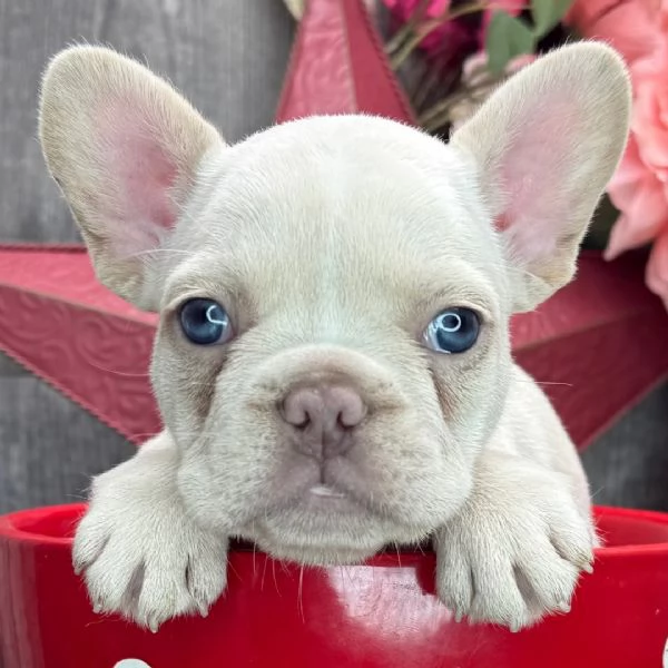 Cucciolo di bulldog francese in cerca di adozione