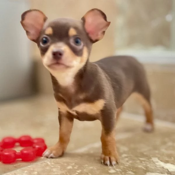 Adopta cachorro chihuahua.