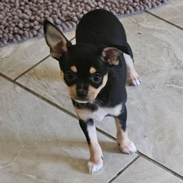 Cachorros chihuahua para adopción.