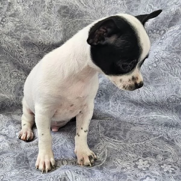 Cachorros chihuahua en adopción