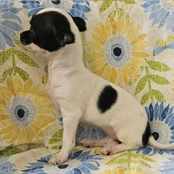 chihuahua femmina di 8 settimane 