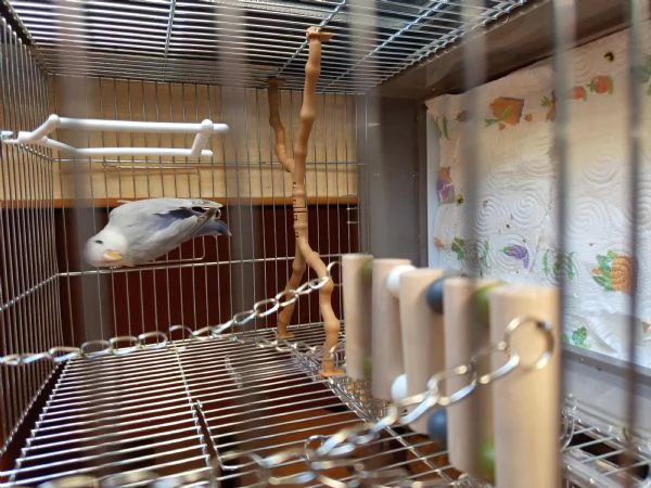 Pappagallo inseparabile allevato a mano 