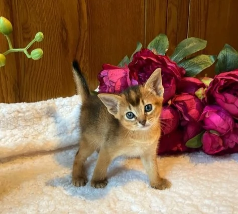 Dolcissimi gattini Abissino