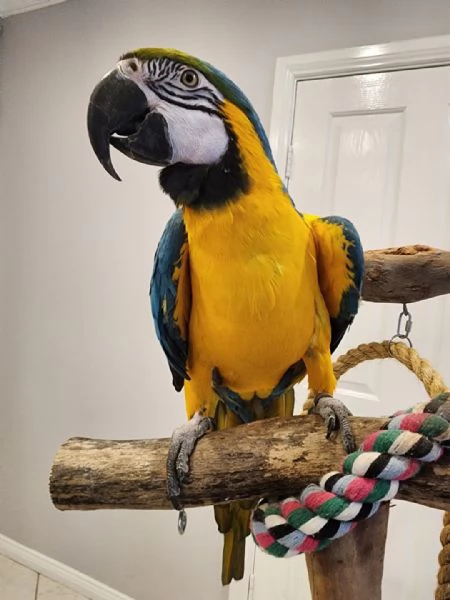 Pappagalli ara blu e oro in cerca di adozione | Foto 0